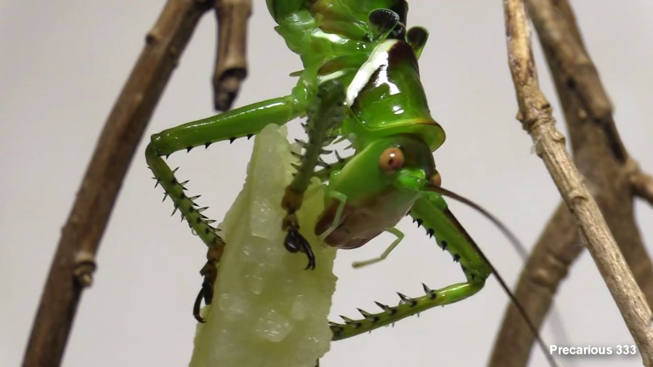 恶魔螽斯吃水果gianttexaskatydidhangslikeabattoeat