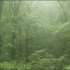 【治愈、睡前】纯自然，大森林中的雨声