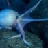 马里亚纳海沟11034米深，海洋最深处有什么？潜水艇发现68个新物种
