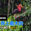 盔犀鸟：惊人尺寸和独特特征的珍稀鸟类