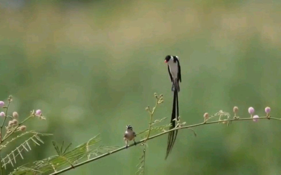 针尾维达鸟,空中芭蕾舞.分布于非洲.