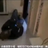 多名黑人在广州贩毒走私毒品被警方抓捕