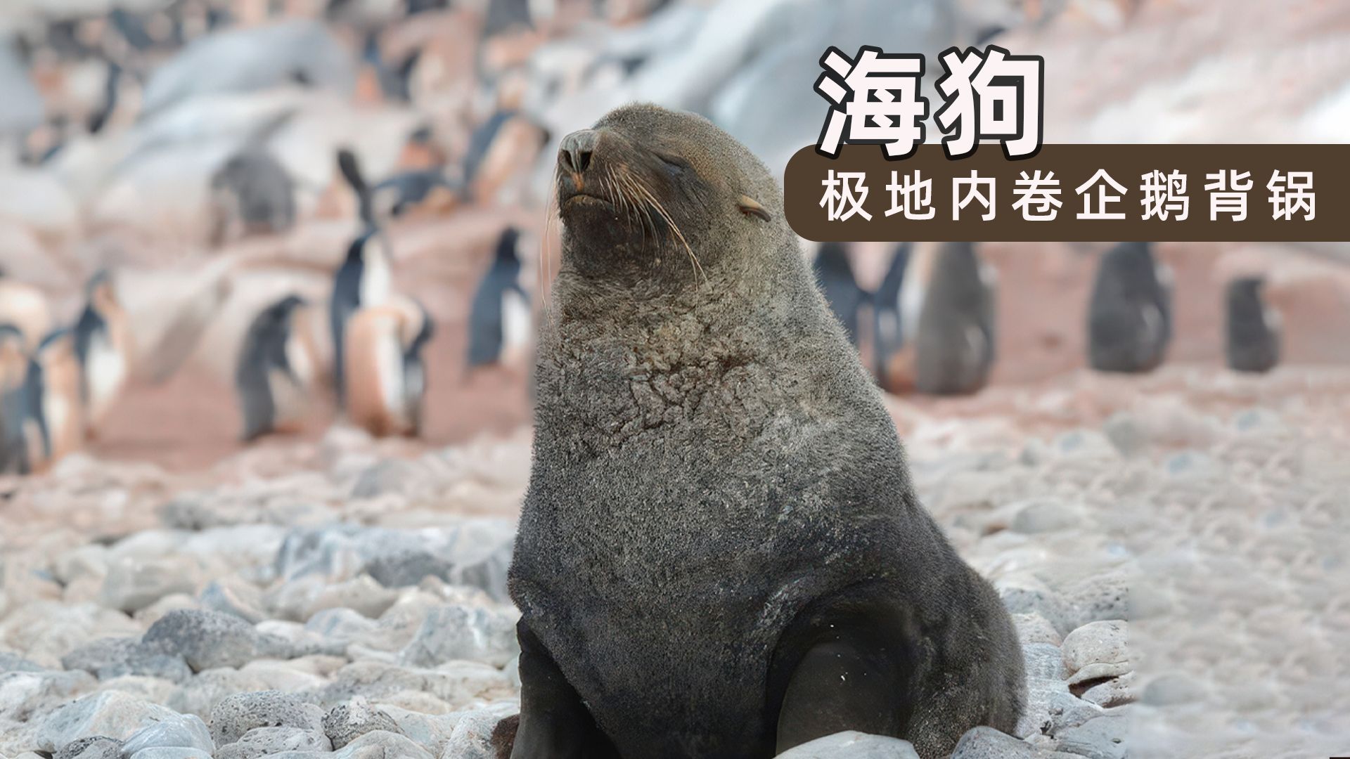 极地沙滩上的生存战争，海狗的繁衍有多疯狂