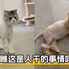 当猫咪剃了毛后，真是看见就想笑。猫：瞧瞧这是人干的事吗