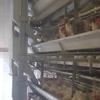 中国现代化自动养鸡舍，全自动化养殖，自动喂料饮水清粪捡蛋，节省人工让养殖变的干净简单#现代化养殖 #科学养鸡 #养鸡场
