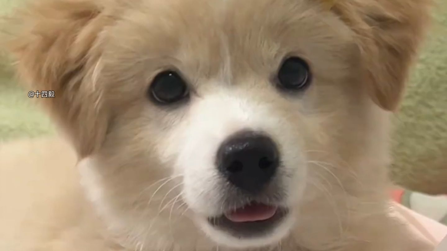 为什么狗狗看起来比其他动物更加可爱！