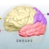 人类大脑的主要结构和功能