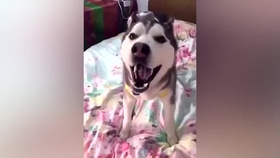 鬼哭的声音合集 9220615a4e9ca23515b4b7af84c962c1f420f9ca.jpg@280w_158h_1c_100q.jpg