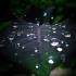 【ASMR环境体验】戴上耳机感受雨林的一场雷阵雨3D