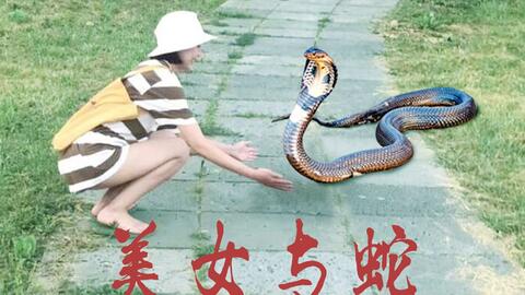 梦境解析，蛇与美女的神秘交织