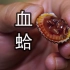 【上青杰哥】闽南凡尔赛食材——血蛤