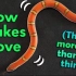 【中字】蛇是怎么移动的？ How Snakes Move! (They don't just slither!)