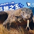 真的有龙？在科莫多岛，我们看到了巨蜥的真实一面
