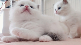 啥是套色 923ecab92b7e34b1aeb77be6869312e68bc66997.jpg@280w_158h_1c_100q.jpg