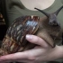 3斤一只的非洲蜗牛，跟随货船来到中国，啃食钢筋混凝土危害巨大