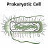 Prokaryotic and Eukaryotic Cells (IB Biology)