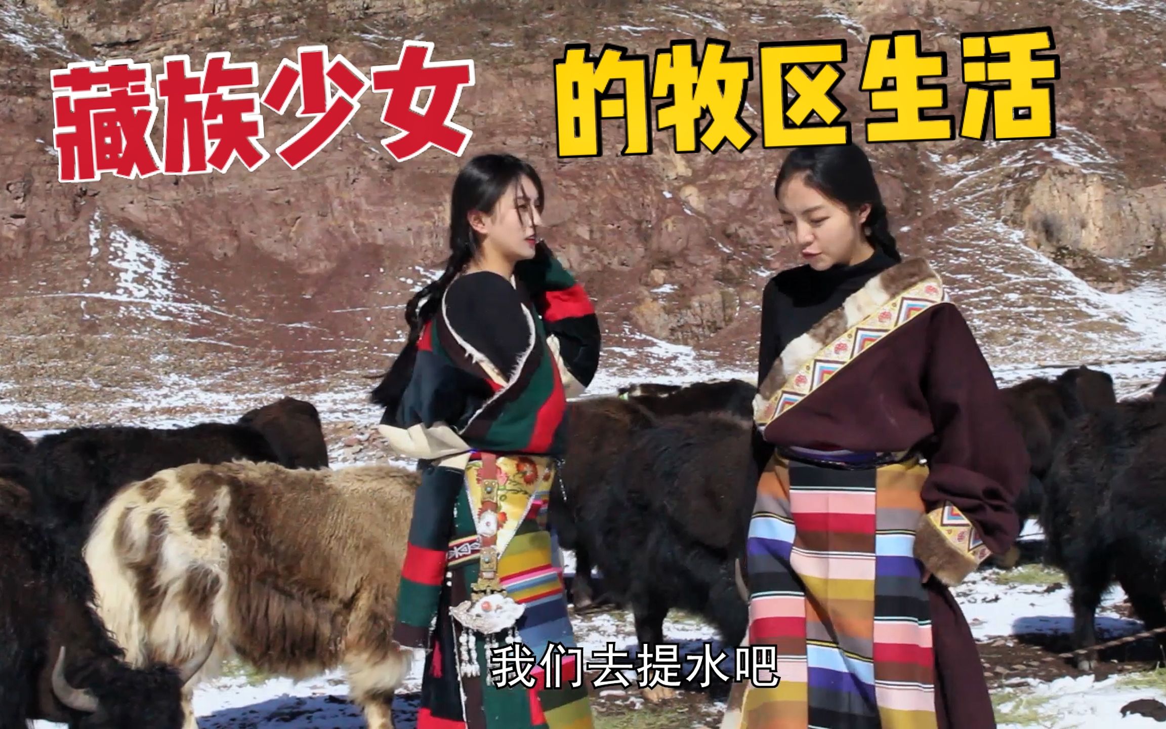 藏族少女年轻有活力，牧区养80多头牦牛，姐妹花雪天背水也很欢乐