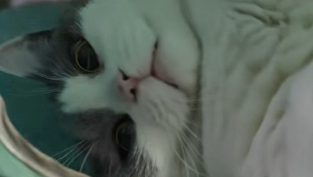 我妈说她拍个猫都比我玩第五流量高