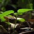 绿色嫰芽生长植物破土而出特写延时拍摄视频