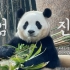 大熊猫福宝 到底在吃饭 还是在卖萌呀 230512