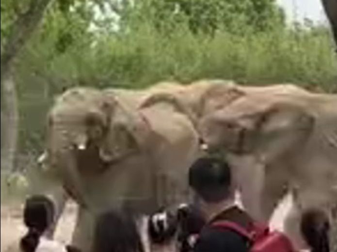 野生动物园象群上演“全武行”，大声吼叫引来游客们围观