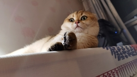 狗跟猫能生吗 92b210e75ce61a73391f404b2e303a47ccfccc15.jpg@280w_158h_1c_100q.jpg