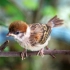 身边最常见的鸟类有哪些？