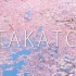 4K 樱花 高远城址公园 Cherry Blossoms at Takato Castle Ruins Park