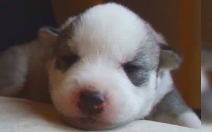 cute puppies -  best of funny and cutest husky puppy howling and