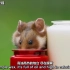 BBC新纪录片高萌片段：你竟然是这样的仓鼠？
