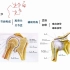 放射医学技术知识点47-四肢的断层解剖（一）