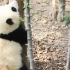 【大熊猫和花】花花好棒 (*꒦ິ⌓꒦ີ)，一直在努力爬树，快成功啦！