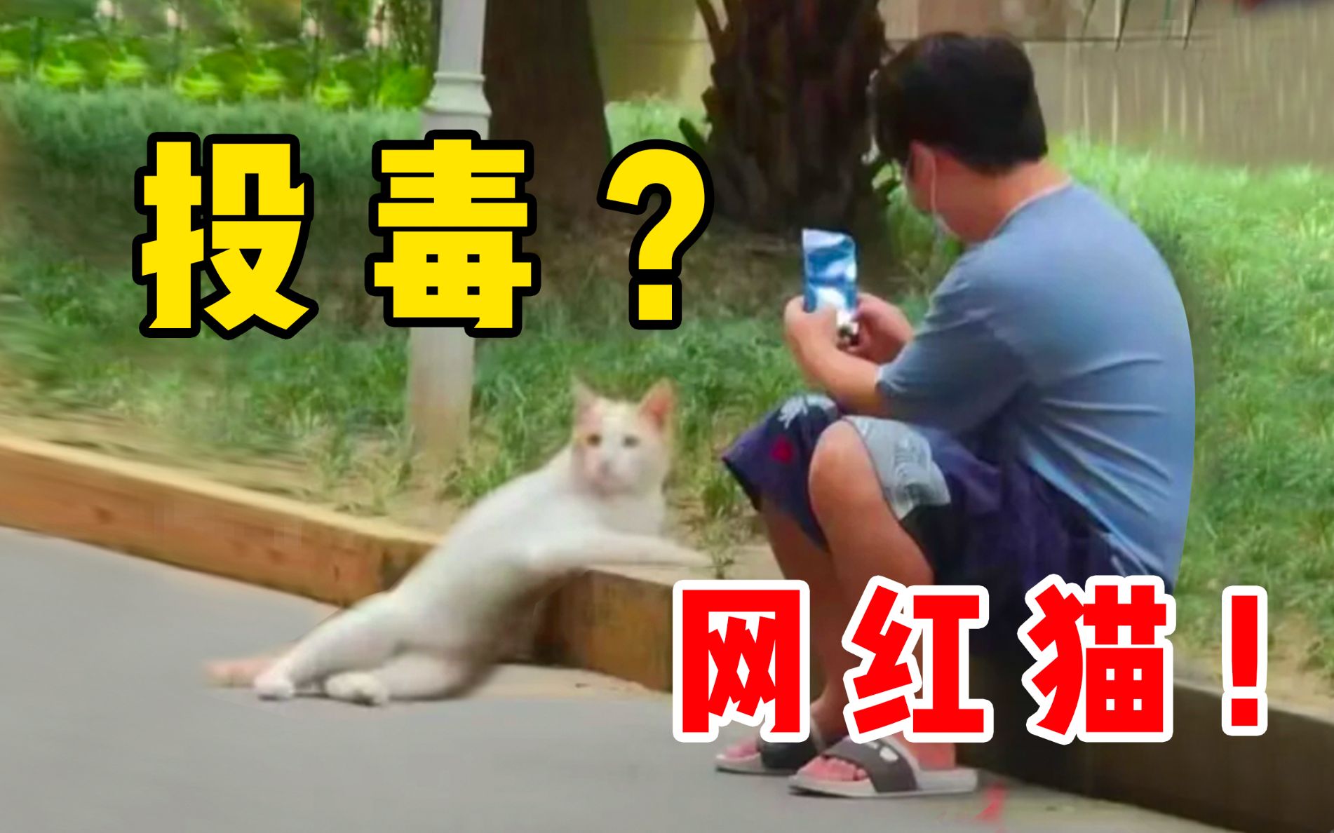 地震腿吓软的网红猫找不到领养?还有人投毒?!!哔哩哔哩bilibili