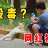 地震腿吓软的网红猫找不到领养？还有人投毒？！！