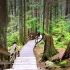 【4K 加拿大 森林】一起来森林里散步吧！戴上耳机，听听溪水的声音！【第一视角 云散步 温哥华】