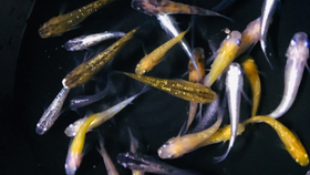 怎么养鱼才长得快 932c3d4cb4f41eb2f878bee1f2937676e41b2587.jpg@280w_158h_1c_100q.jpg