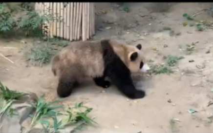 大熊猫福宝 这是福宝最脏的一次 也是熊生第一次主动回家(库存)