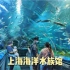 【上海vlog】游玩上海海洋水族馆，拥有世界上最长的海底隧道，海洋种类全国最多！