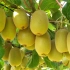 猕猴桃的一生｜现代农业种植和收获奇异果