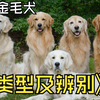 【金毛篇】金毛犬的3种类型及其辨别方法