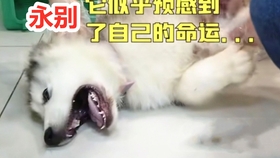 934afb976d4d317a0b5b09d60f515baa6ec0b2d3.jpg@280w_158h_1c_100q.jpg