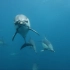 鲸鱼出水、鲨鱼吞食、海豚卖萌 南非海域的超美水下摄影
