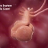 先天性心脏病发病率竟然有1%，看看心脏发育过程，3D演示。。
