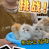上回洗十只都够呛！主人这回疯了据然让我洗50只
