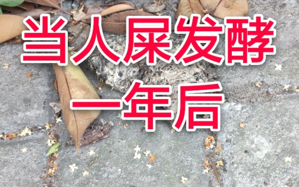 一坨人屎在马路上躺了一年至今无人清理