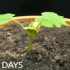 [延时摄影]南瓜的一生，78天全程记录南瓜发芽、开花、结果全过程。