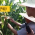 中国的转基因玉米效果如何？带你去戴景瑞院士的实验田看看