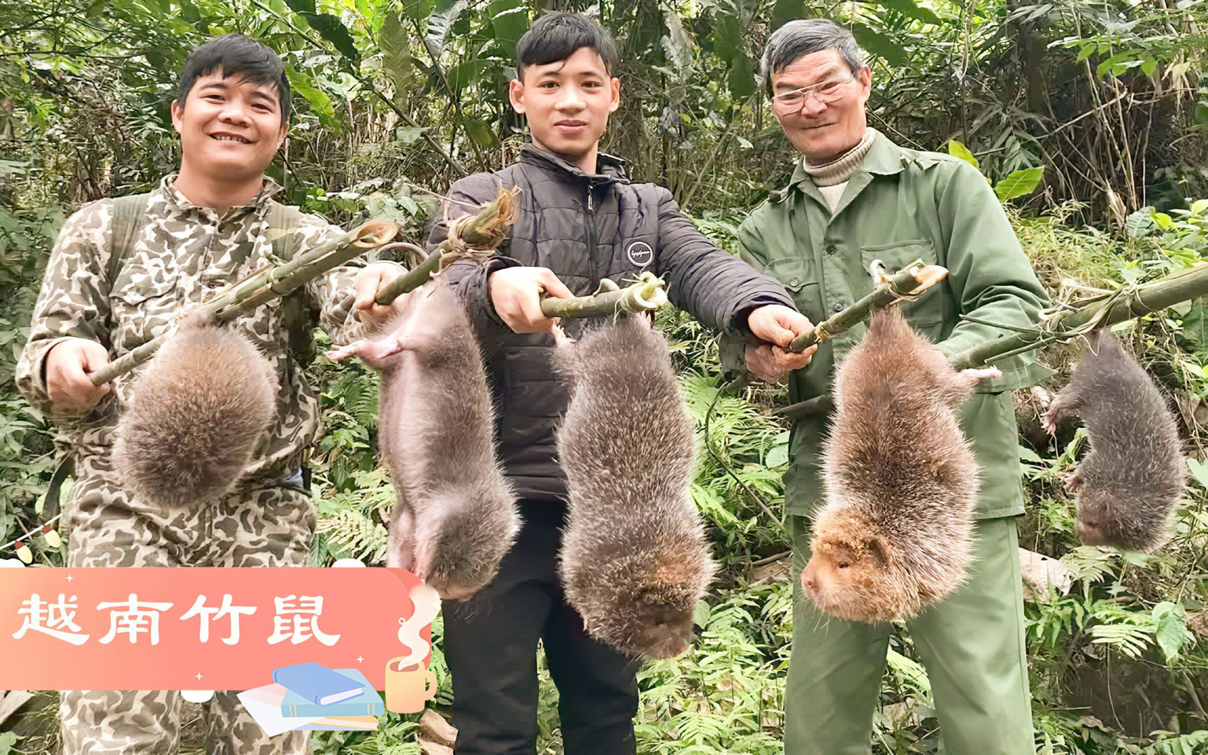 越南小哥捕捉竹鼠，一次搞上三五只，这个头太大了！