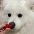 这小狗破规矩越来越多了，吃草莓必须刚好一口那么大，整个的都不愿意吃！？