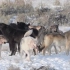 【黄石国家公园】摄影师追踪瓦皮提湖狼群的足迹